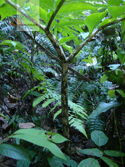  p> b>滇魔芋 /b>(学名: i>amorphophallus yunnanensis /i>):是 a