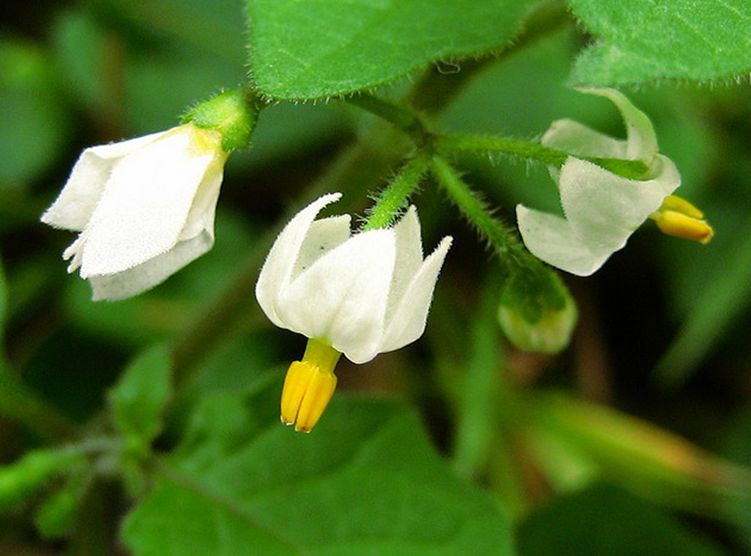  p>龙葵(学名: i>solanum nigrum /i> l.