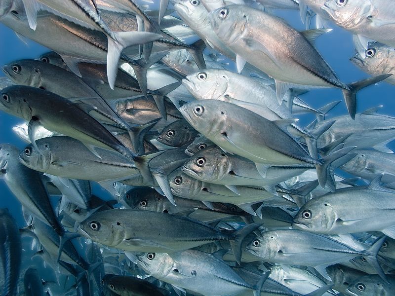  p>六带鲹,学名: i>caranx sexfasciatus /i> (quoy et gaimard, 1825