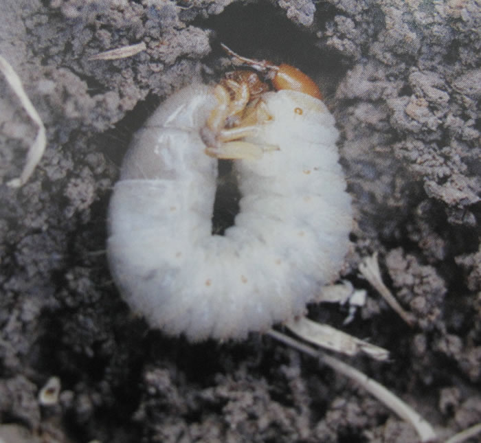  p>铜绿异丽金龟(anomala corpulenta)是 a href="#" data-lemmaid="