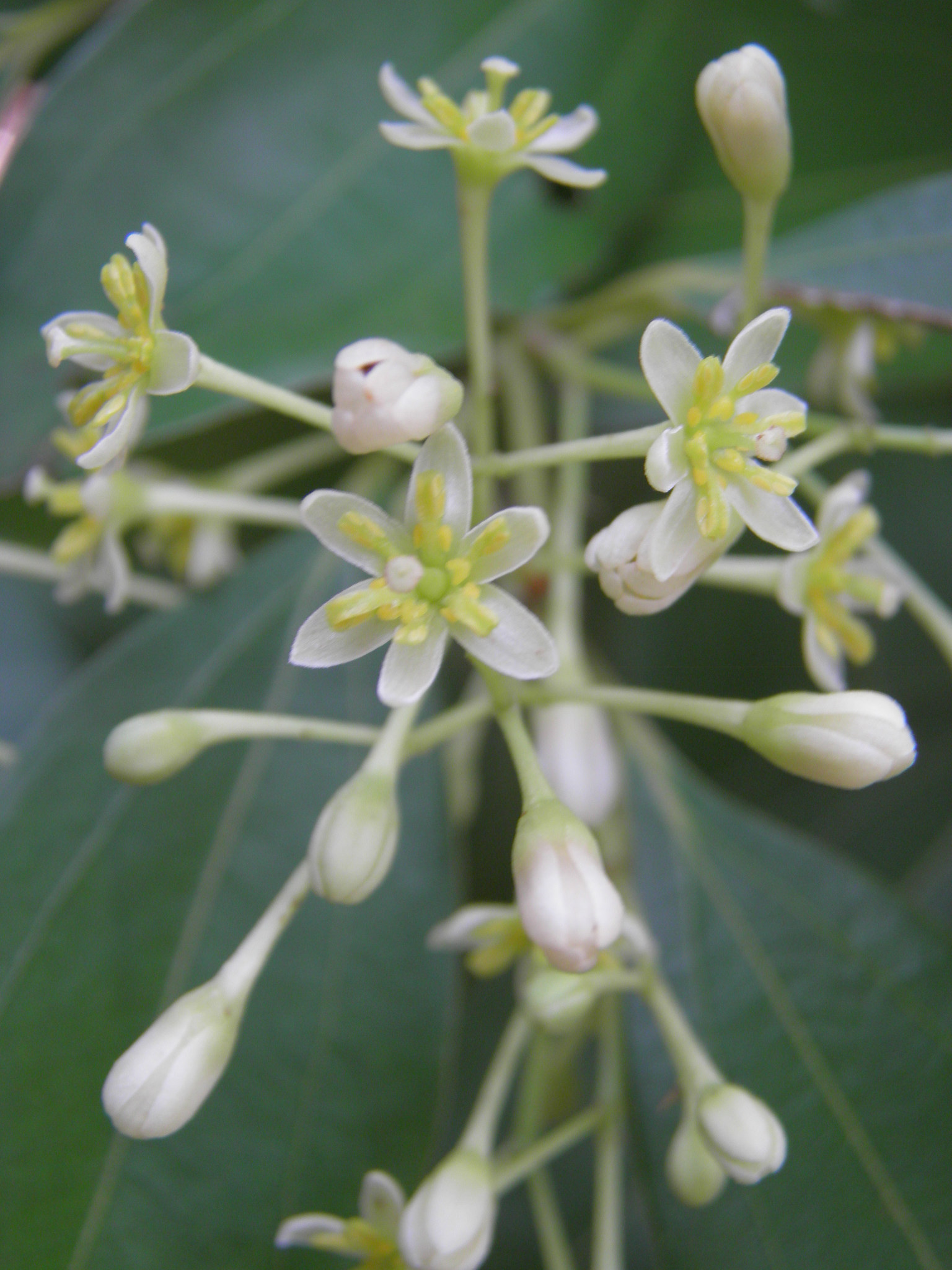  p>肉桂(拉丁学名: i>cinnamomum cassia /i> i>  /i>presl)是樟科,樟