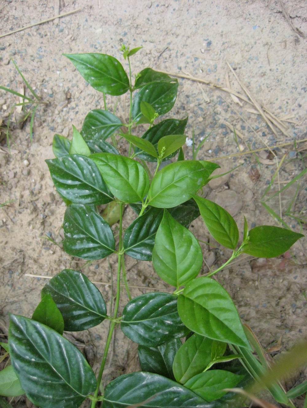  p>长茎冷水花(学名: i>pilea longicaulis /i> hand-mazz.