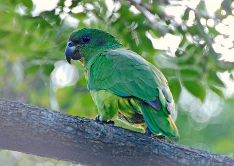  p>黑嘴亚马逊鹦鹉(学名: i>amazona agilis /i>)属 a target="_blank