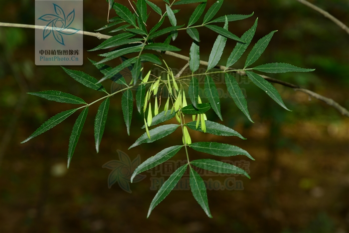  p> b>狭叶梣 /b>( a href="#" data-lemmaid="8074290">学名 /a>: i>