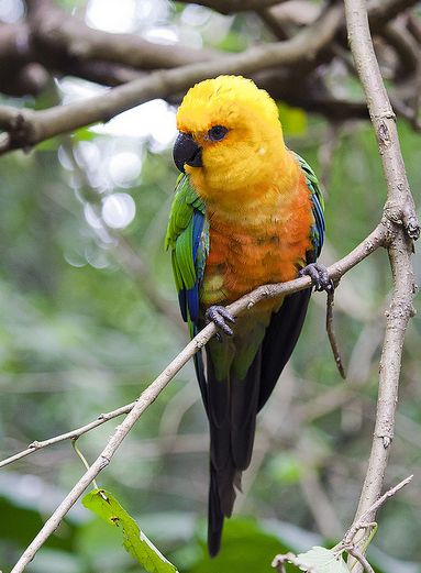  p>詹代亚锥尾鹦鹉(学名:aratinga jandaya)是典型的 a href="#" data