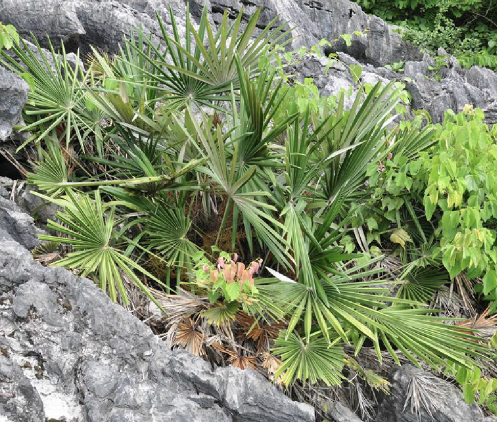  p>石山棕( i>guihaia argyrata /i> (s. k. lee et f. n. wei) s. k.