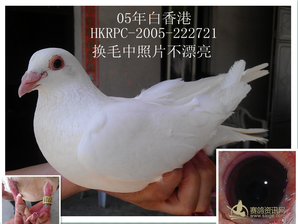 在纯白色的观赏鸽中,有长嘴,中长嘴(也称二短嘴),短嘴和超短嘴之分.