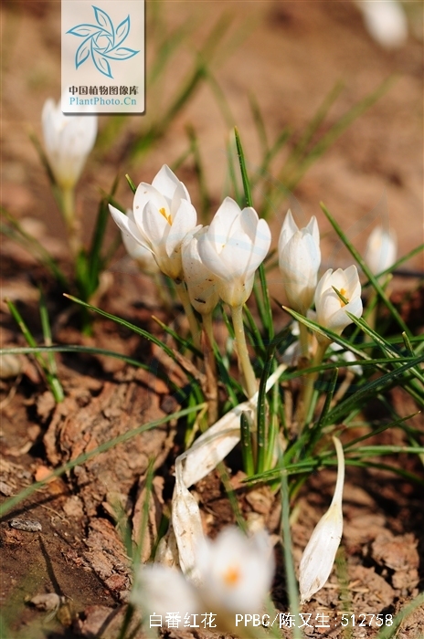 白番红花