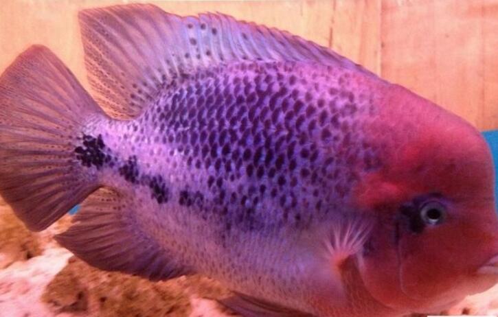 紫红火口鱼