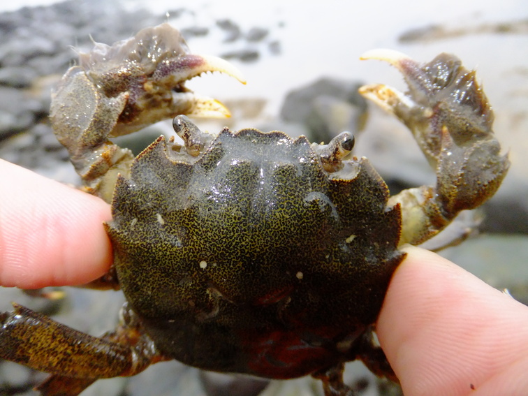  p>日本绒螯蟹(学名: i>eriochier japonica /i>)为方蟹科绒螯蟹属的