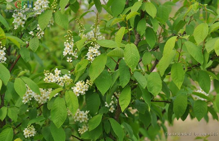  p>毛叶稠李(padus racemosa (lam.) gilib. var.