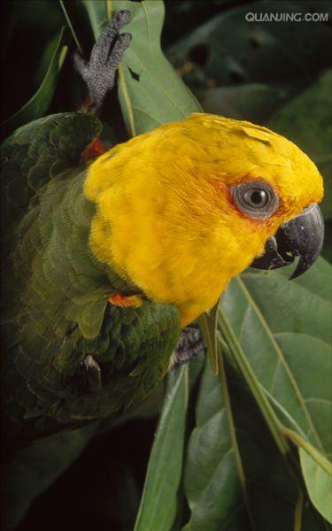 詹代亚锥尾鹦鹉