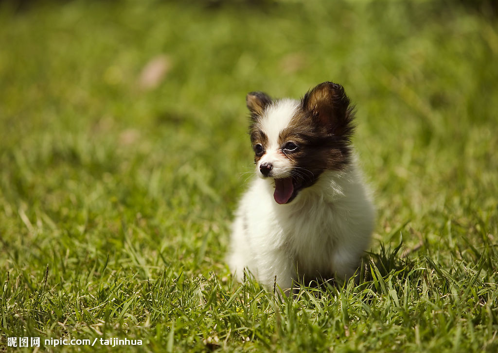  p>库瓦兹犬,原产地匈牙利,起源于13世纪.