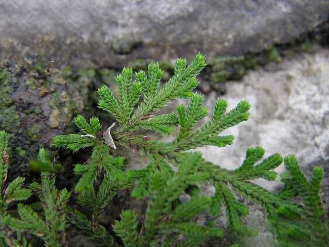  p>旱生卷柏(学名:selaginella stauntoniana spring)是卷柏科卷柏属 