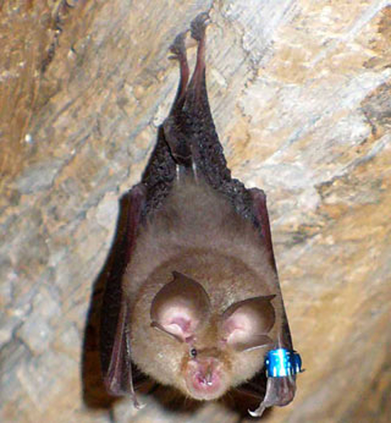  p>中华菊头蝠(学名: i>rhinolophus sinicus /i>):是哺乳纲,翼手目