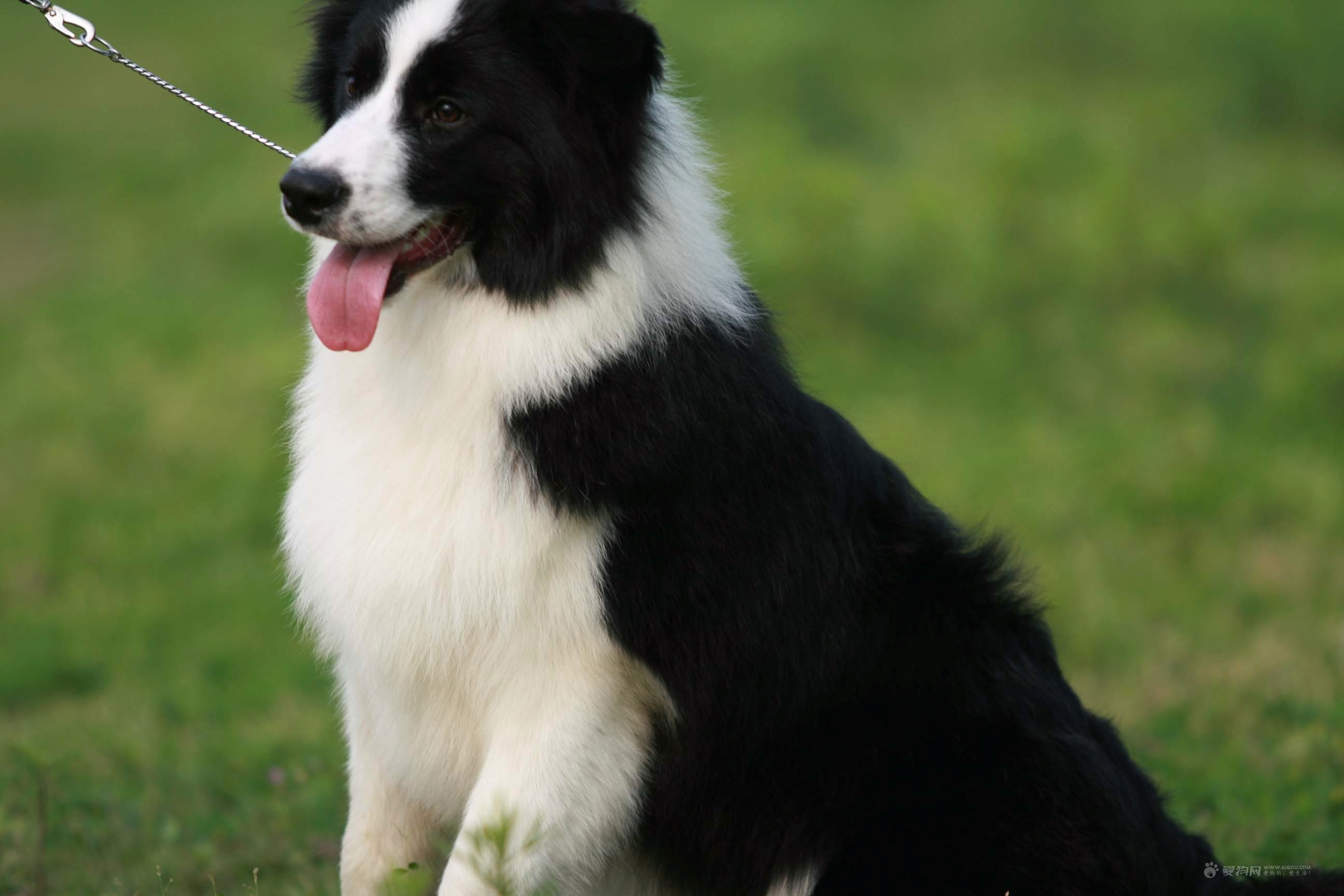  p>牧羊犬是人们赋予专职放牧类犬的一个总称,不是一个单独品种,"家族