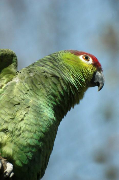  p>红额亚马逊鹦鹉(学名:amazona autumnalis )共有4个亚种,是典型的 
