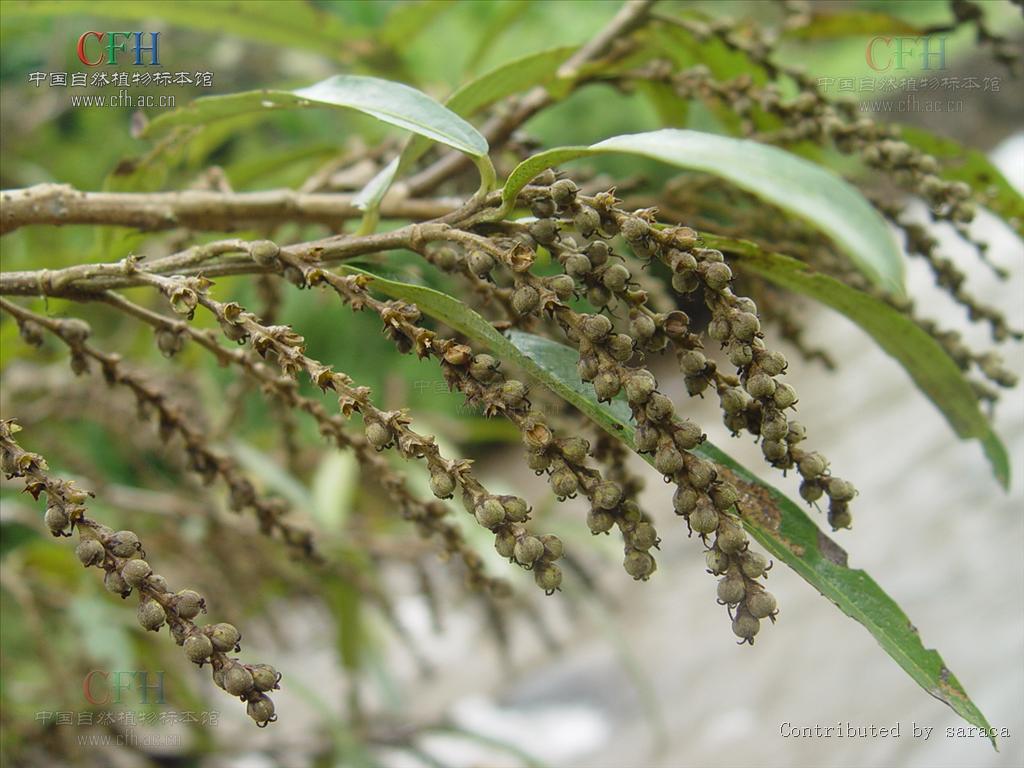  p>水柳属(学名:homonoia lour.