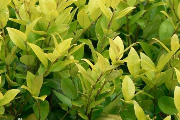  p>日本女贞(拉丁学名:ligustrum japonicum thunb.