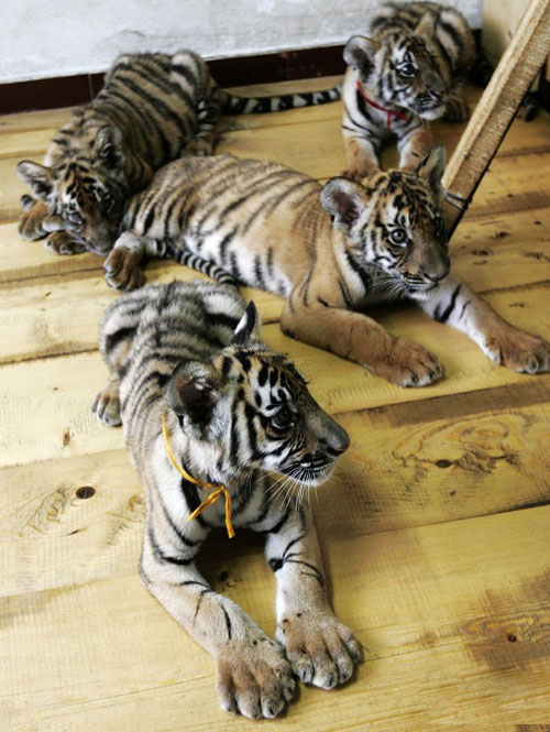  p>中华古猫——老虎的直系祖先,主要生活在森林山地.