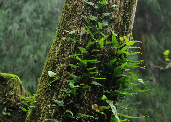  p>湖南鳞果星蕨(学名: i>lepidomicrosorium hunanense /i>)是水龙