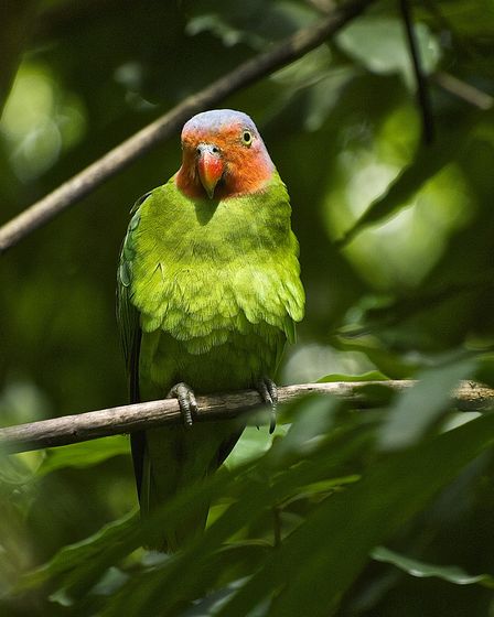  p>红颊鹦鹉(学名:geoffroyus geoffroyi)体长约21厘米,体重135～180