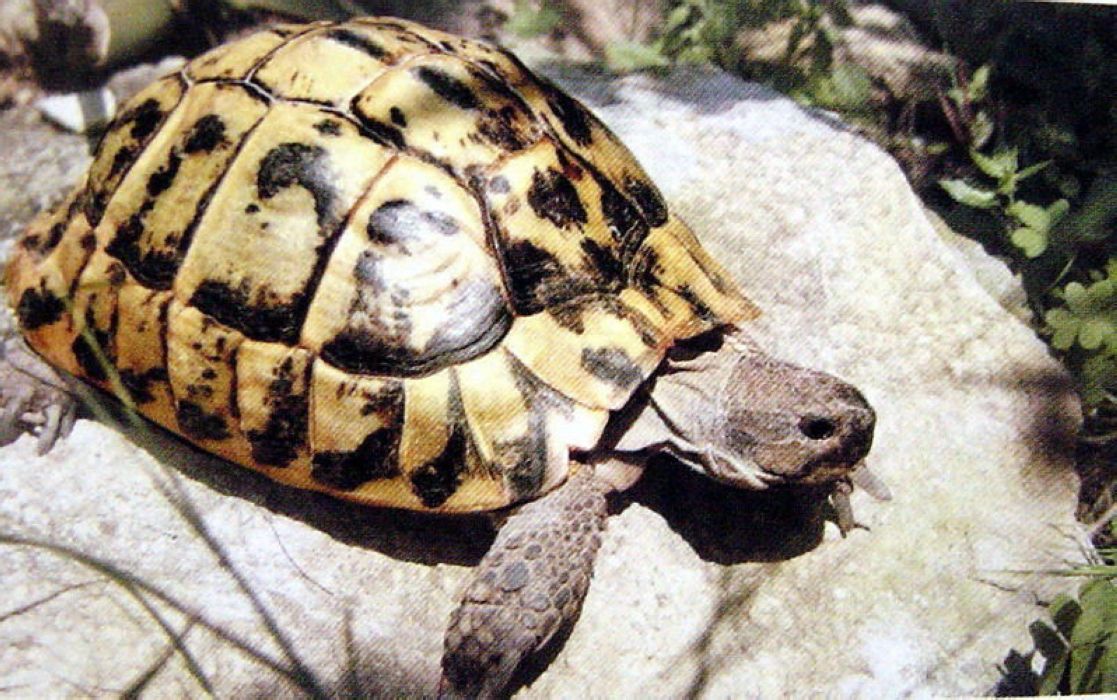  p>赫尔曼陆龟(学名: i>testudo hermanni /i>)是陆龟科,陆龟属龟类.