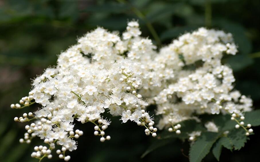  p>大萼珍珠花(学名:lyonia macrocalyx (anth.