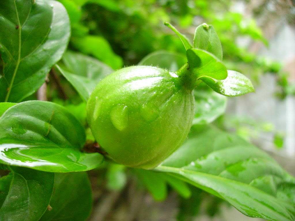  p>山石榴属 ,学名catunaregam wolf,约10种,分布于亚洲南部和东南部