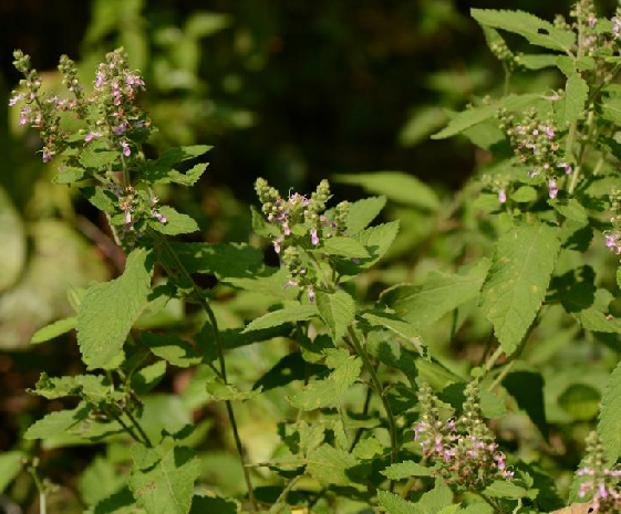  p>长毛香科科,中药名.