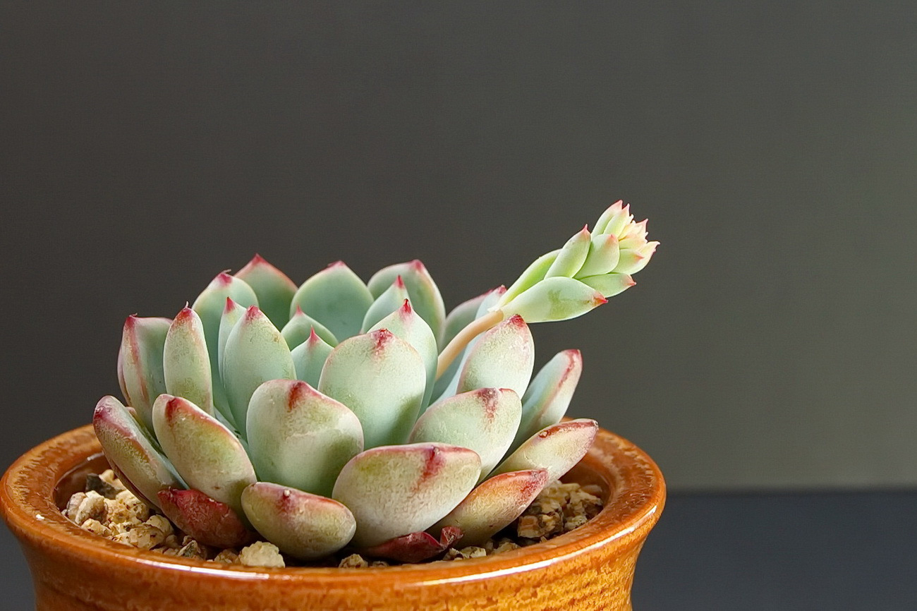  p>白姬莲是景天科拟石莲属的 a target="_blank" href="/item/多肉