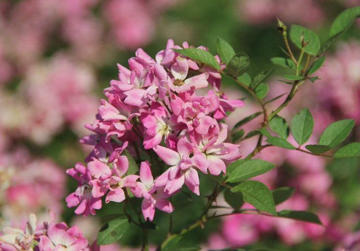  i>carnea /i> thory )也称十姐妹,是蔷薇科蔷薇属多花蔷薇的一个