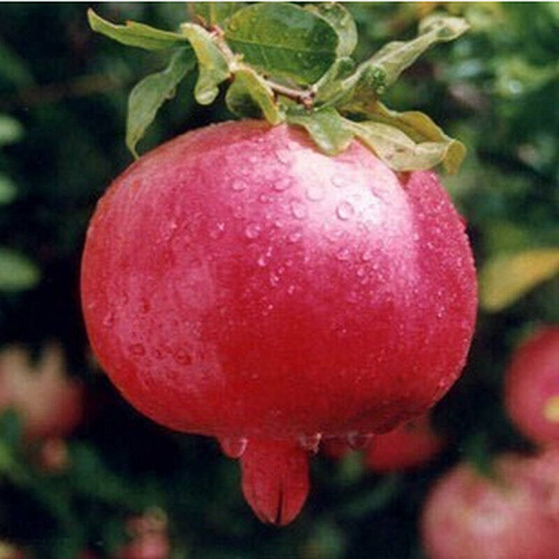  p>大果黑籽甜石榴多年生枝条粗壮,果实近圆球形,果皮鲜红,籽粒黑玛瑙