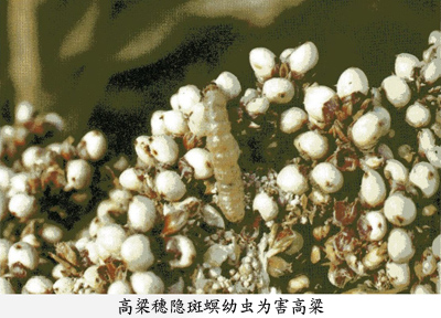 ">鳞翅目 /a>, a target="_blank" href="/item/螟蛾科/6244151" data