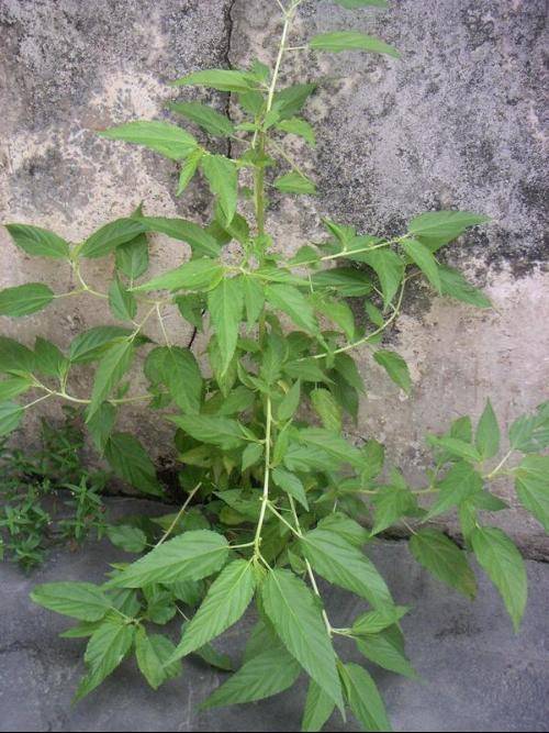 火麻头_百度百科