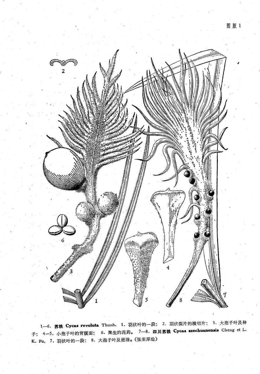 k. fu)是苏铁科,苏铁属植物.