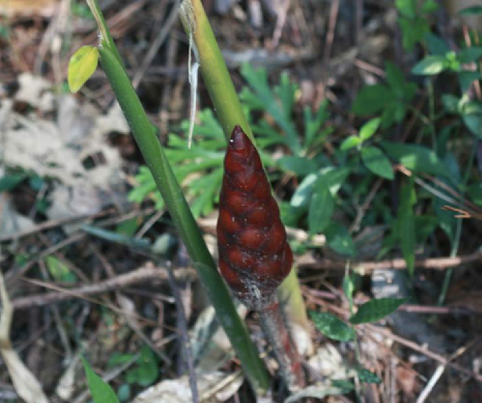  p>珊瑚姜(学名: i>zingiber corallinum /i> hance)是姜科姜属植物.