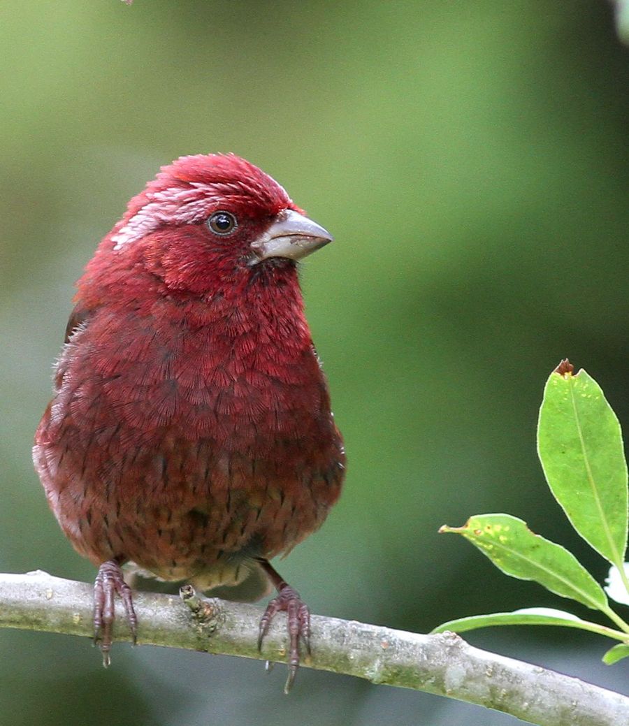  p>红腰朱雀(学名: i>carpodacus rhodochlamys /i>):体长12-14厘米