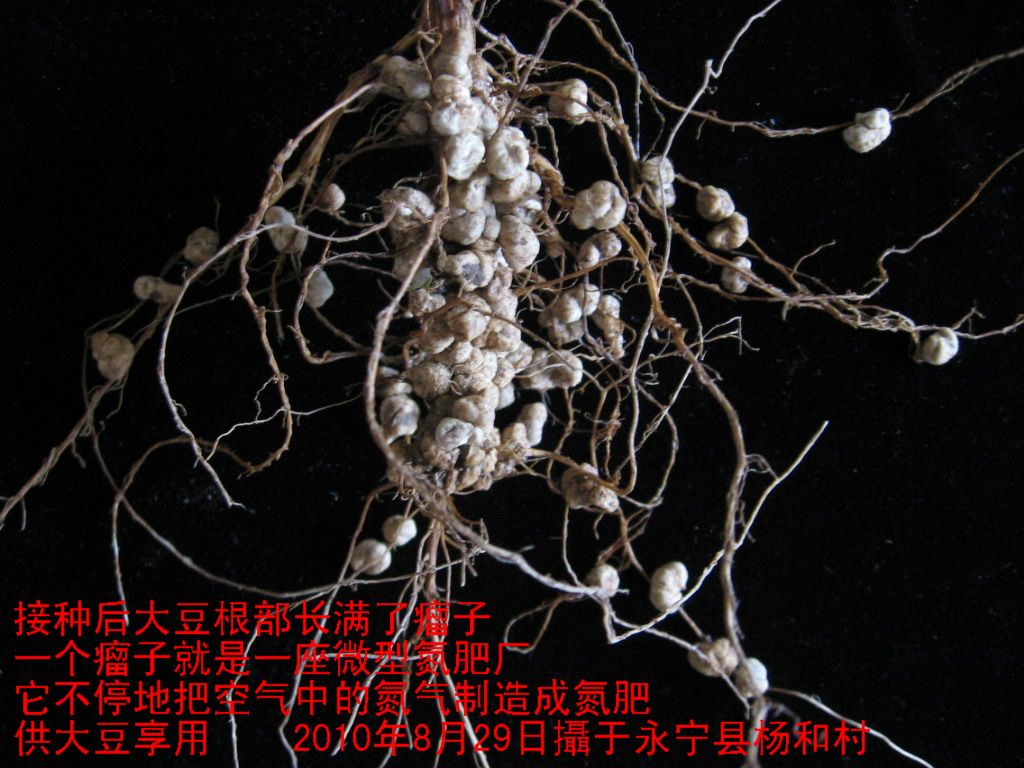  p>根瘤是在植物根系上生长的特殊的瘤,因寄生组织中建成共生的 a
