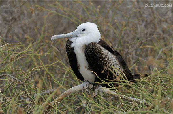  p>小军舰鸟(学名: i>fregata minor /i>):为 a target="_blank" href