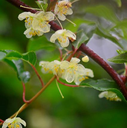 actinidia tetramera maxim.
