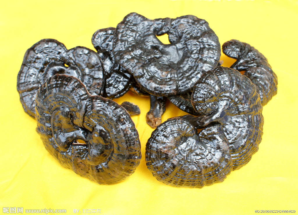  p>灵芝属, a href="#" data-lemmaid="11033713">多孔菌科 /a>的一属