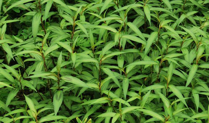 水蓼（蓼科蓼属植物）_百度百科