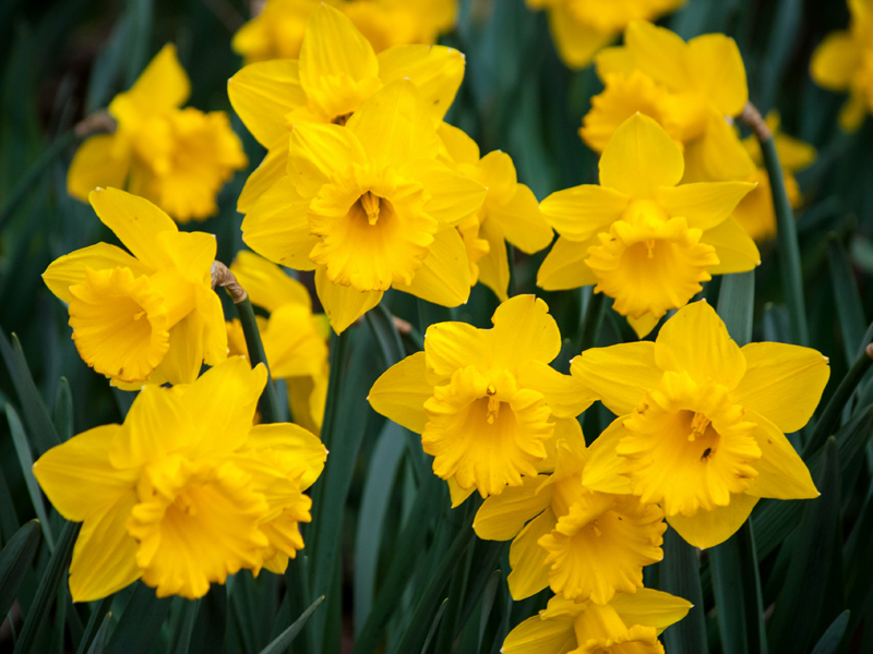 narcissus pseudonarcissus subsp. calcicarpetanus (fern.