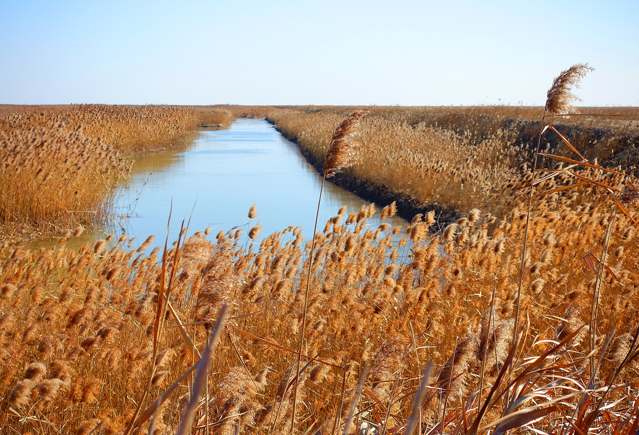  p>江苏盐城国家级珍禽自然保护区(jiangsu yancheng wetland