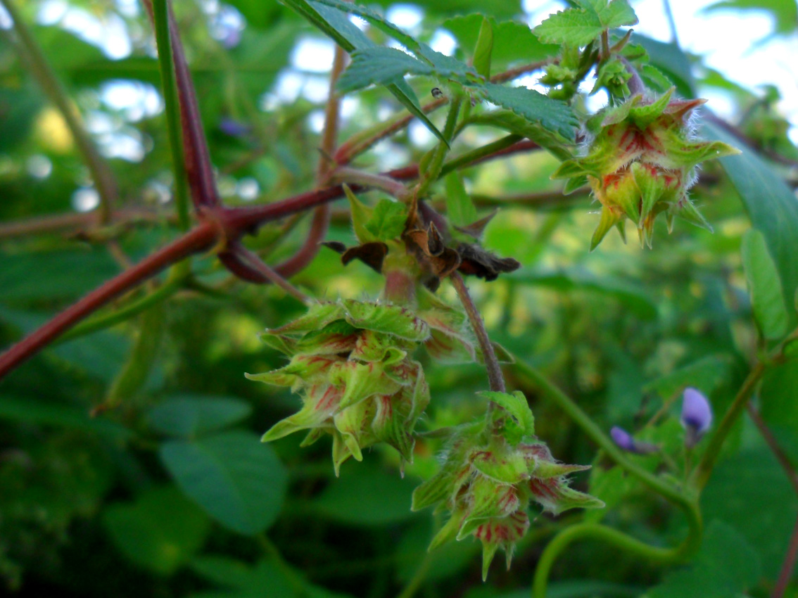 是桑科,葎草属多年生 a target="_blank" href="/item/攀援/7327343