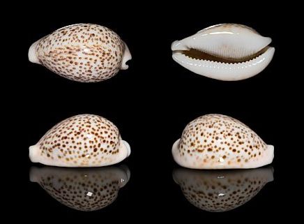 白花豹宝螺
