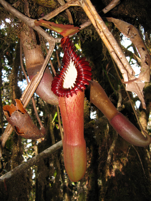  p>爱德华猪笼草,学名nepenthes edwardsiana,是 a href="#" data