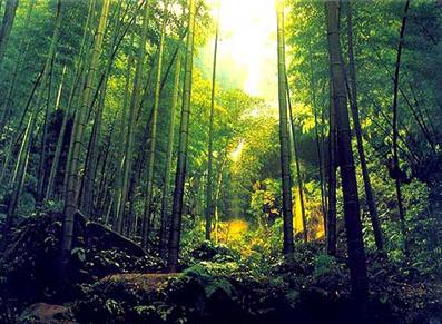 广宁竹海大观旅游区