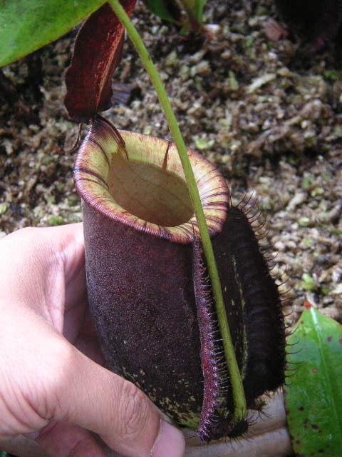  p>虎克猪笼草是由 a href="#" data-lemmaid="2384353">莱佛士猪笼草